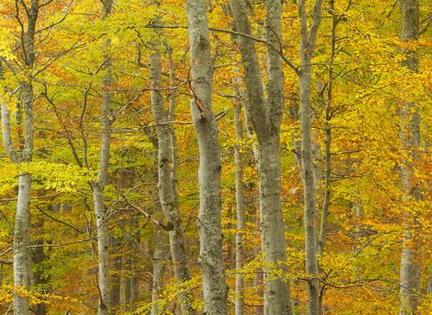 Common Beech