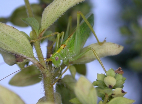Oak Bush-cricket
