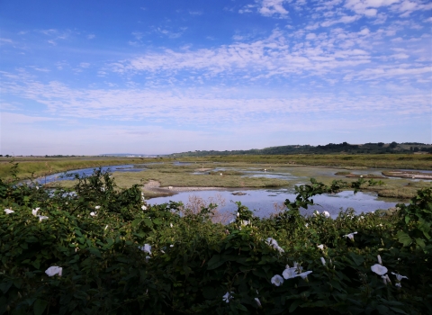 Two Tree Island