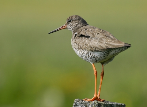 Redshank