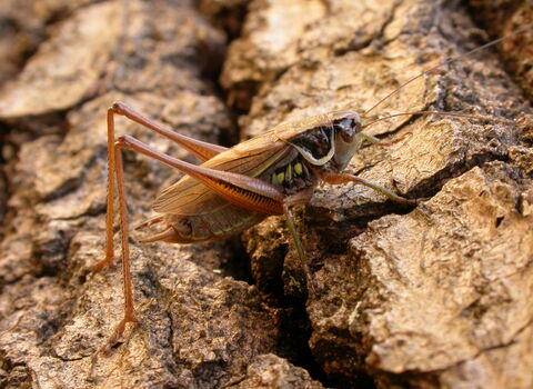 Roesel's Bush-cricket
