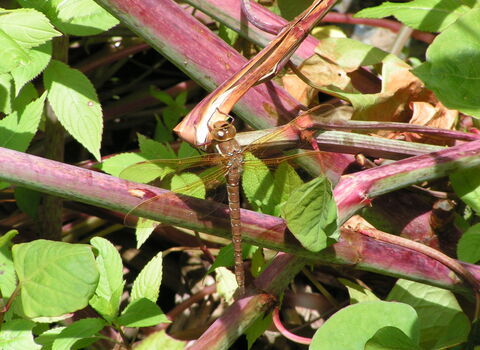 Brown Hawker