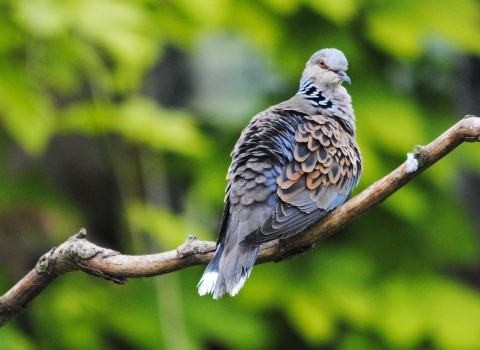 Turtle Dove - Amy Lewis