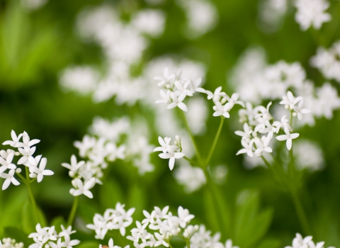 Sweet Woodruff