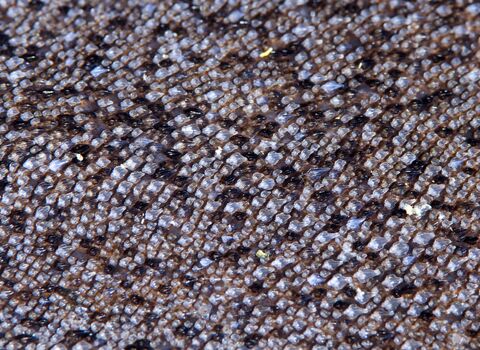 Catshark skin