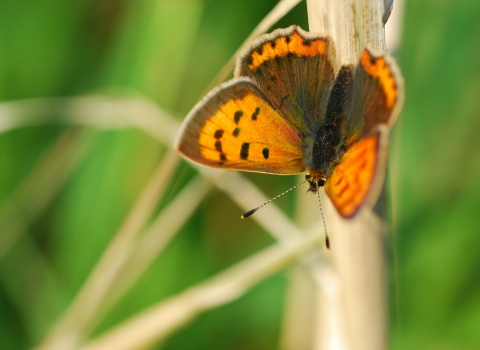 Small Copper Butterfly 