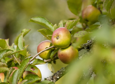 Apple Orchard