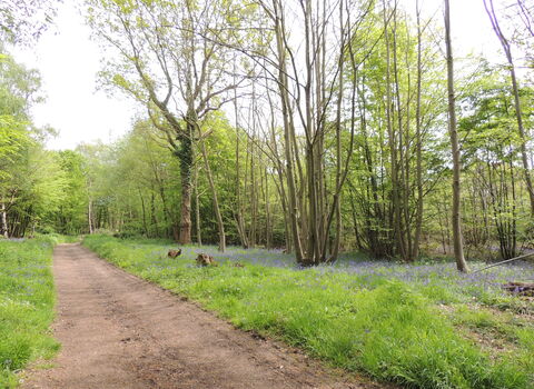 Pound Wood