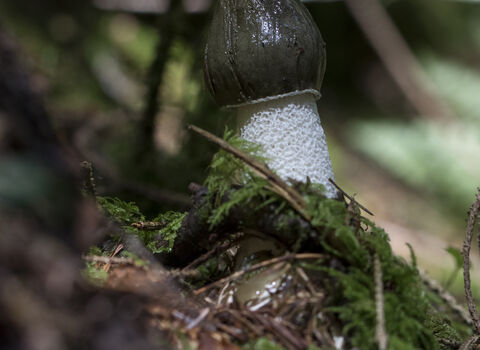 Stinkhorn fungus