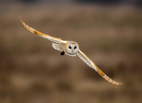 Barn Owl conservation project