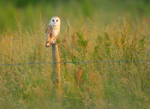 Barn Owl