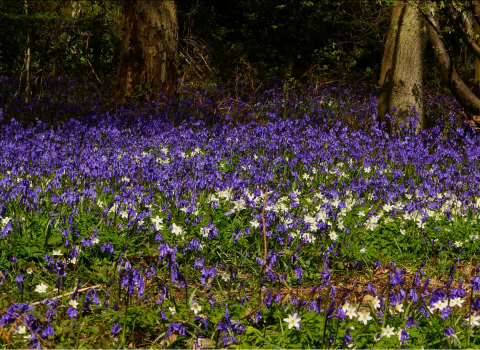 Bluebells and Wood Anenomes at Backwarden 