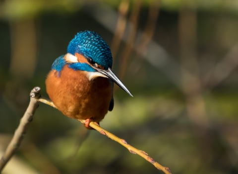 Kingfisher 