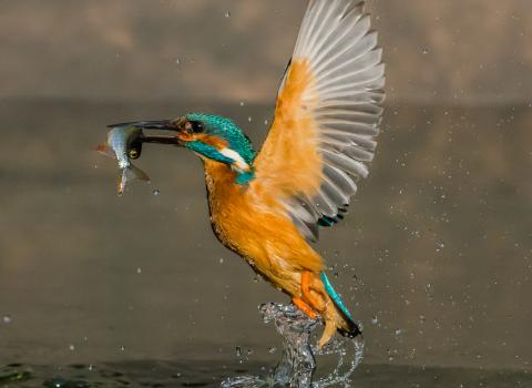 Kingfisher