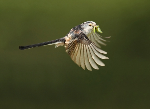 Long-tailed Tit