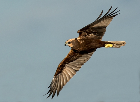 Marsh Harrier - Peter Hewitt