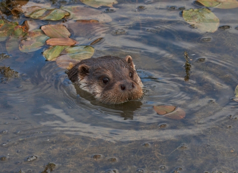 Otter