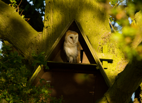 Barn Owl conservation project