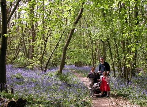 Tile Wood family with Bluebells