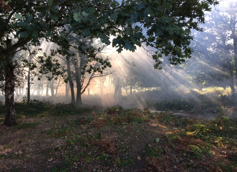 Tiptree Heath John More