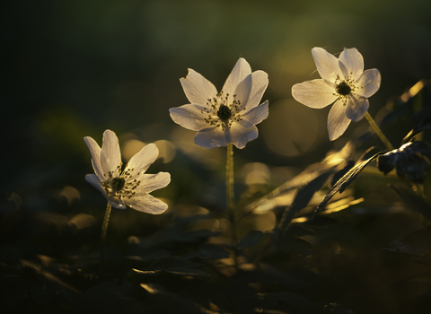 Wood Anemone Guy Edwardes 2020 Vision