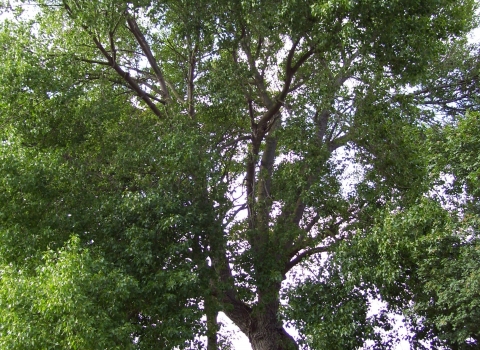 Black Poplar 