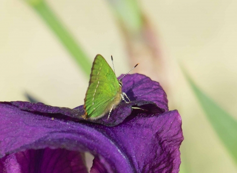 Green Hairstreak Derek Moore