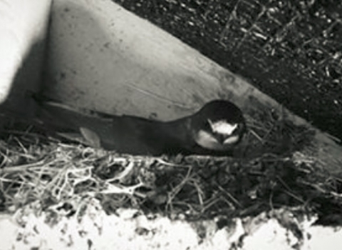 Swallow webcam
