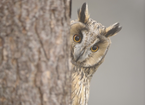 Lon-eared Owl 