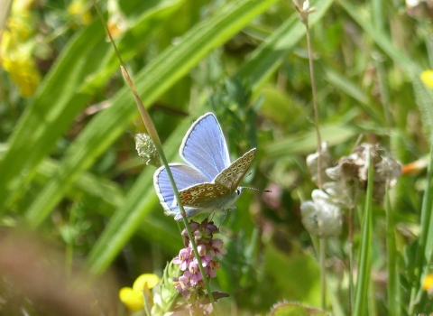 Brentwood and Billericay Butterfly