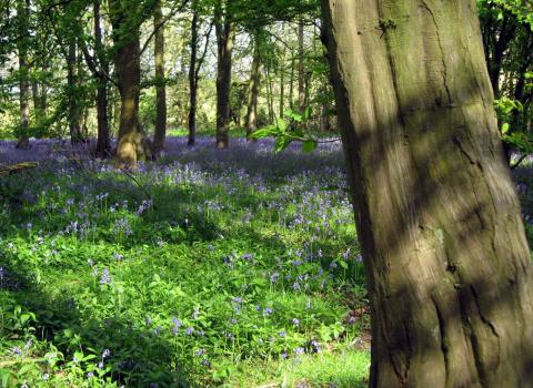 Bluebells at Chalkney Wood