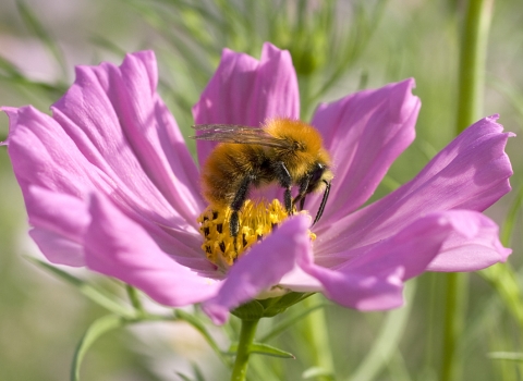 Common Carder Bee