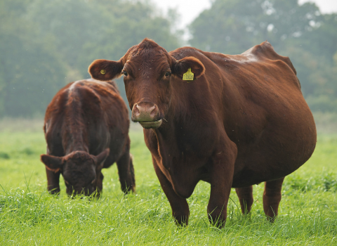 Roding Valley Cow