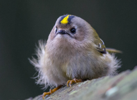 Goldcrest