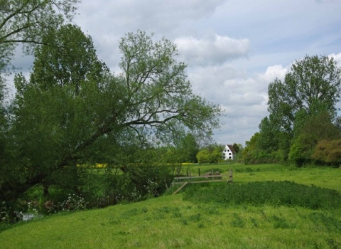 Little Waltham Meadows