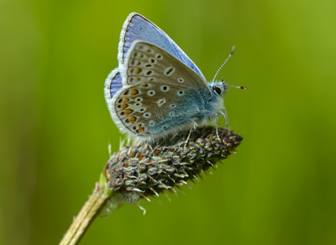 Common Blue Butterfly