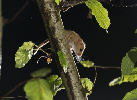 Dormouse