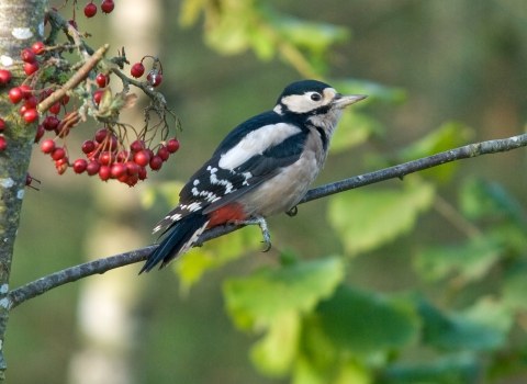 Great Spotted Woodpecker 