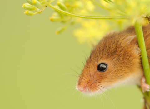 Harvest Mouse