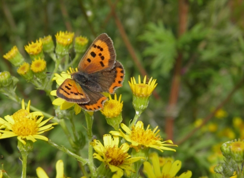 Small Copper