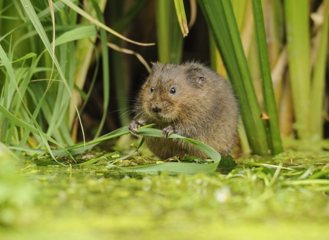 Water Vole