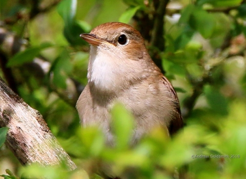 Nightingale Photo Credit- Andrew Goldmsith