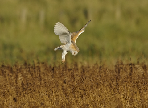 Barn Owl