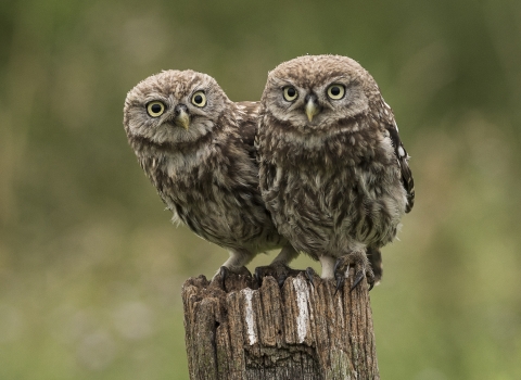 Little Owls