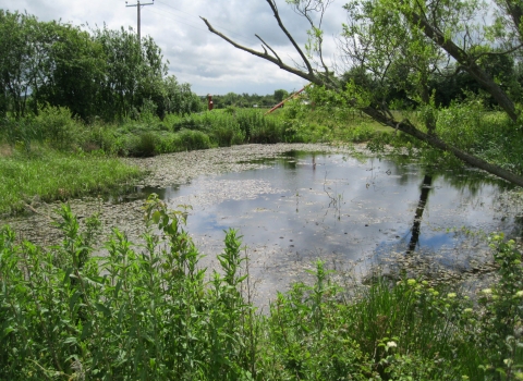 Great crested newt pond