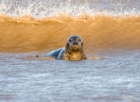 Grey seal