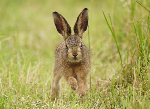 Brown Hare