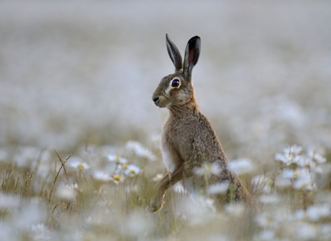 Brown Hare