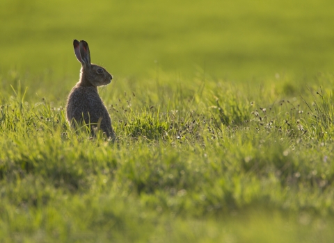 Brown Hare