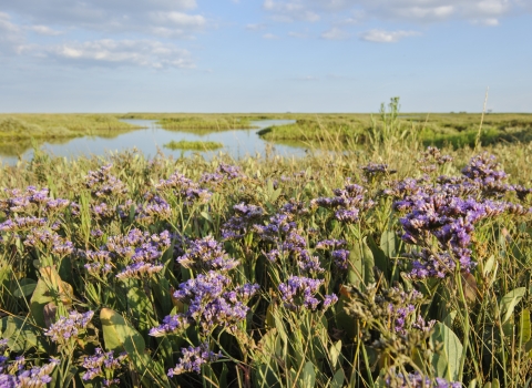 Coastal realignment, Abbotts Hall Farm